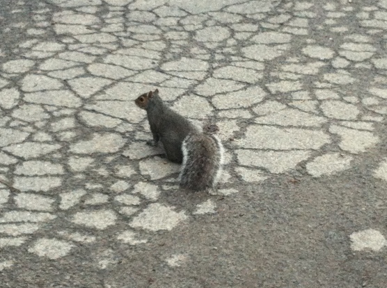 Fearless squirrel